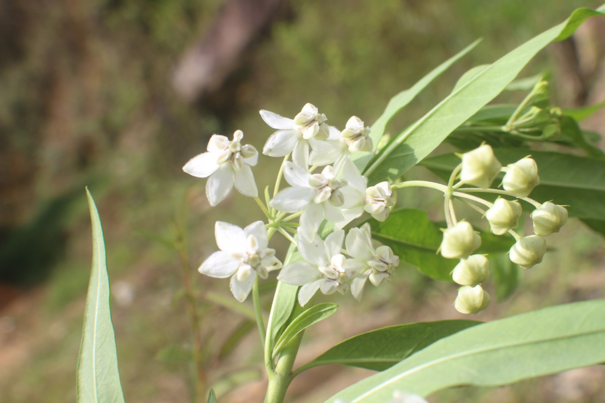 Gomphocarpus physocarpus E.Mey.